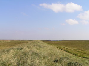De Boschplaat