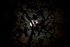 maan door de bomen; moon through the trees